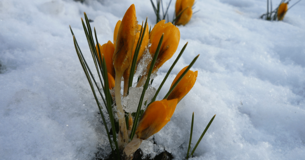 Springtime in West Michigan means tulip time! Shield Insurance Agency Blog