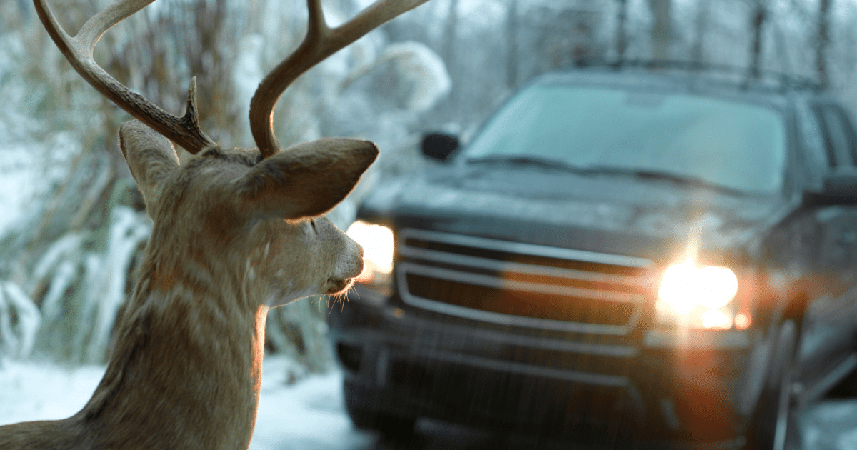 Don’t Hit The Deer In The Headlights – Shield Insurance Agency Blog