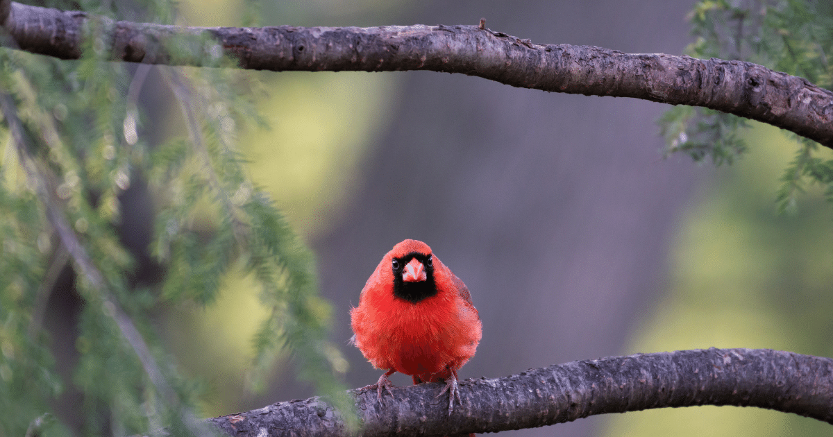 Michigan Birding - Shield Insurance Agency Blog