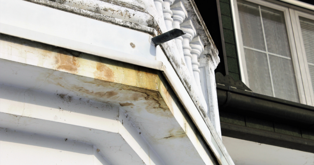 Mold A Silent But Rapidly Growing Environmental Exposure - Shield Agency Insurance Blog