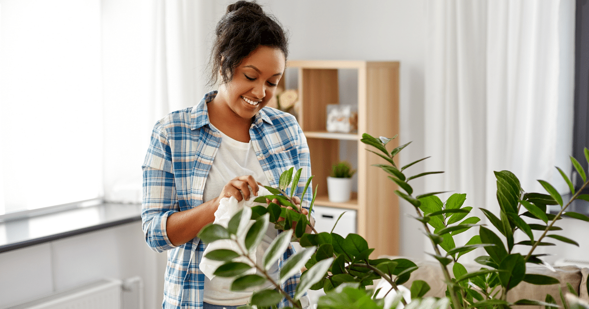 19 Mistakes People Make With Houseplants Shield Insurance Agency Blog
