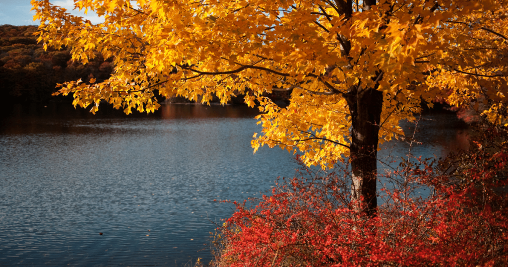 The Best Trees and Shrubs to Plant in Your Yard for Beautiful Fall Foliage - Shield Insurance Agency Blog