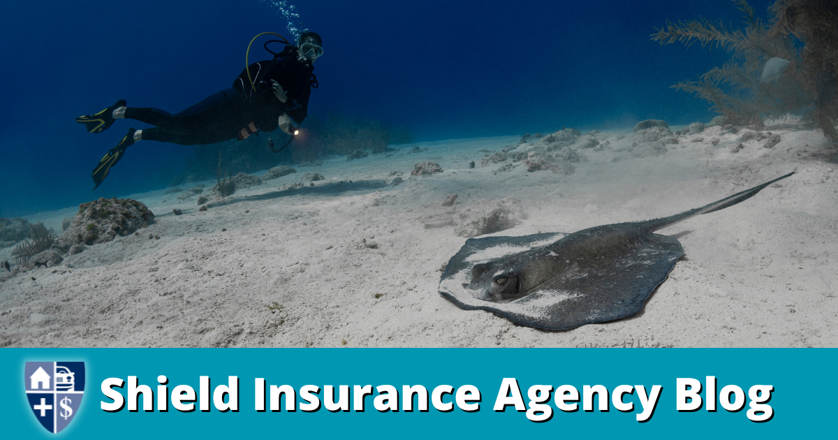 Diver Spends 5 Minutes Pulling Fishing Hook From Frightened Stingray’s Mouth