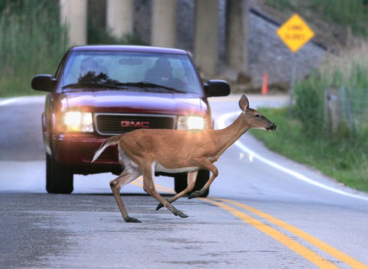 Don ï¿½ t hit the Deer in the Headlights Shield Insurance Agency.